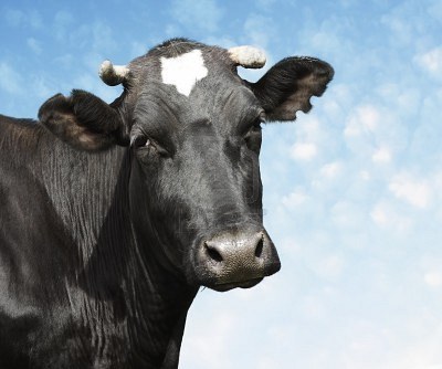 Vaca triste